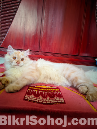 Persian(triple coat)